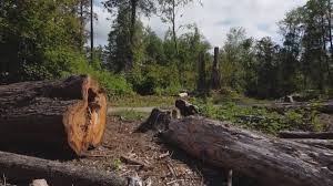 Best Lot and Land Clearing  in King Of Prussia, PA