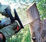 Best Hazardous Tree Removal  in King Of Prussia, PA