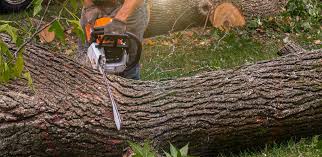 Best Root Management and Removal  in King Of Prussia, PA