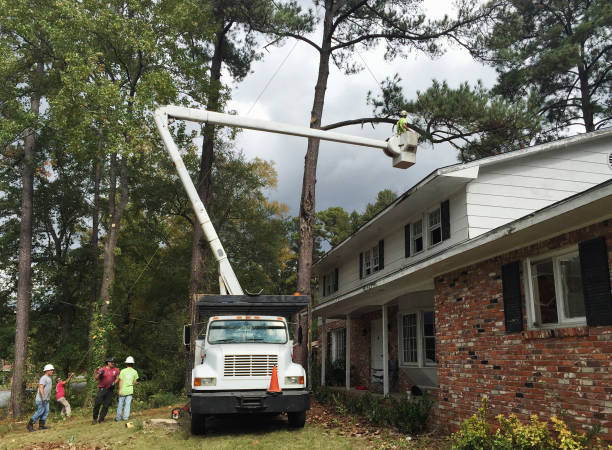 How Our Tree Care Process Works  in  King Of Prussia, PA