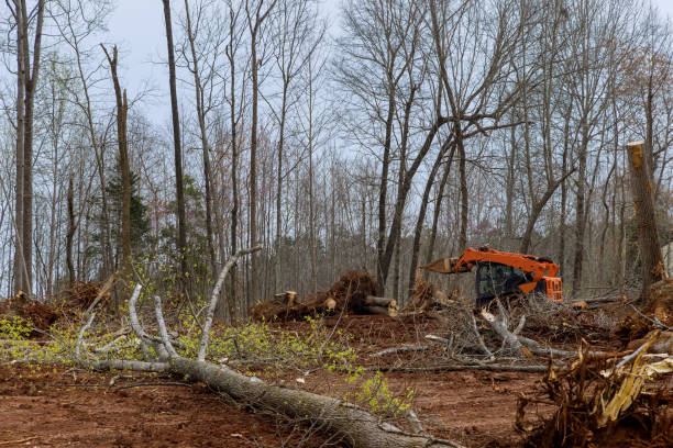 Best Tree and Shrub Care  in King Of Prussia, PA