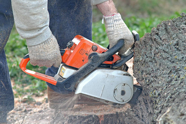 Best Tree Trimming and Pruning  in King Of Prussia, PA
