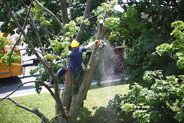 Trusted King Of Prussia, PA Tree Care Experts